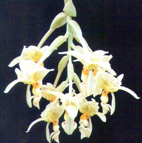 Stanhopea