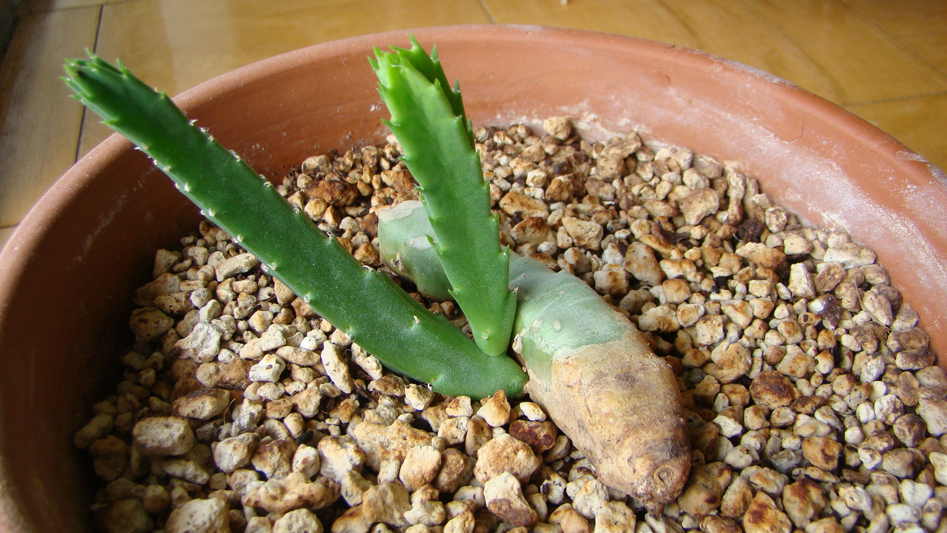 Stapelia Flavopurpurea