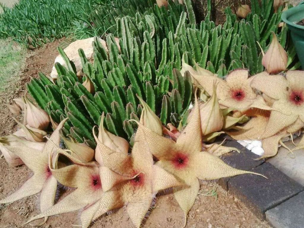 Stapelia gigantea