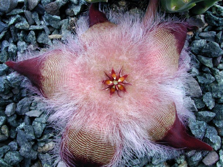 Stapelia hirsuta