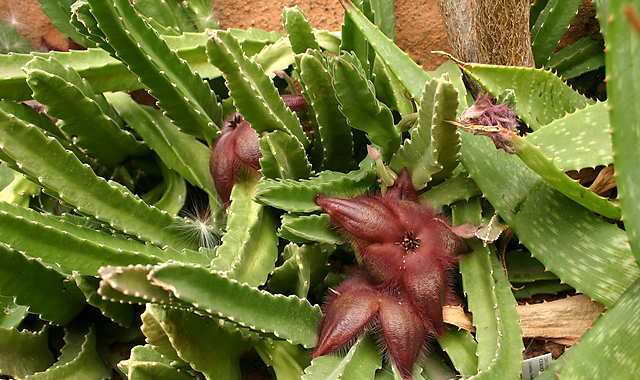 Stapelia hirsuta1