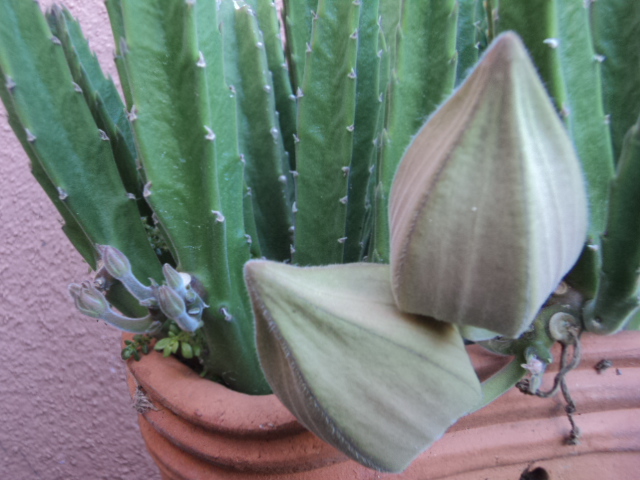 Stapelia hirsuta2