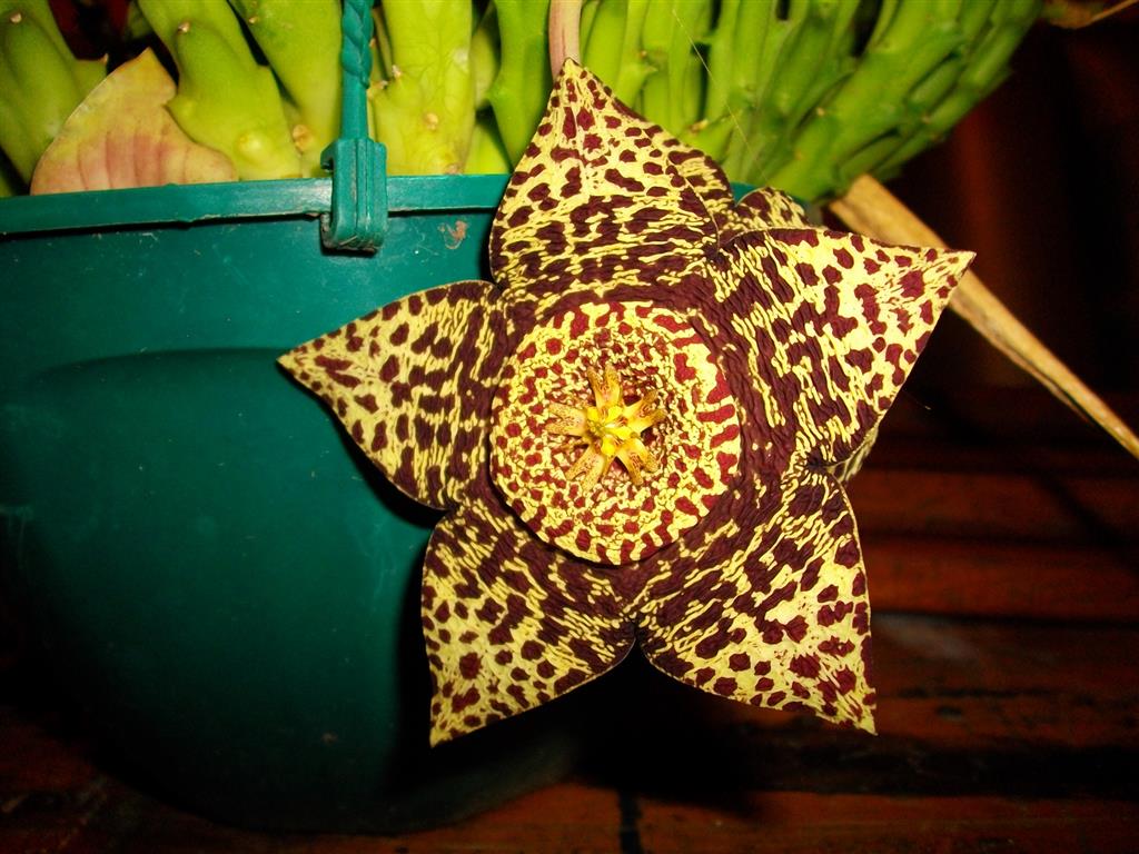 orbea-variegata 