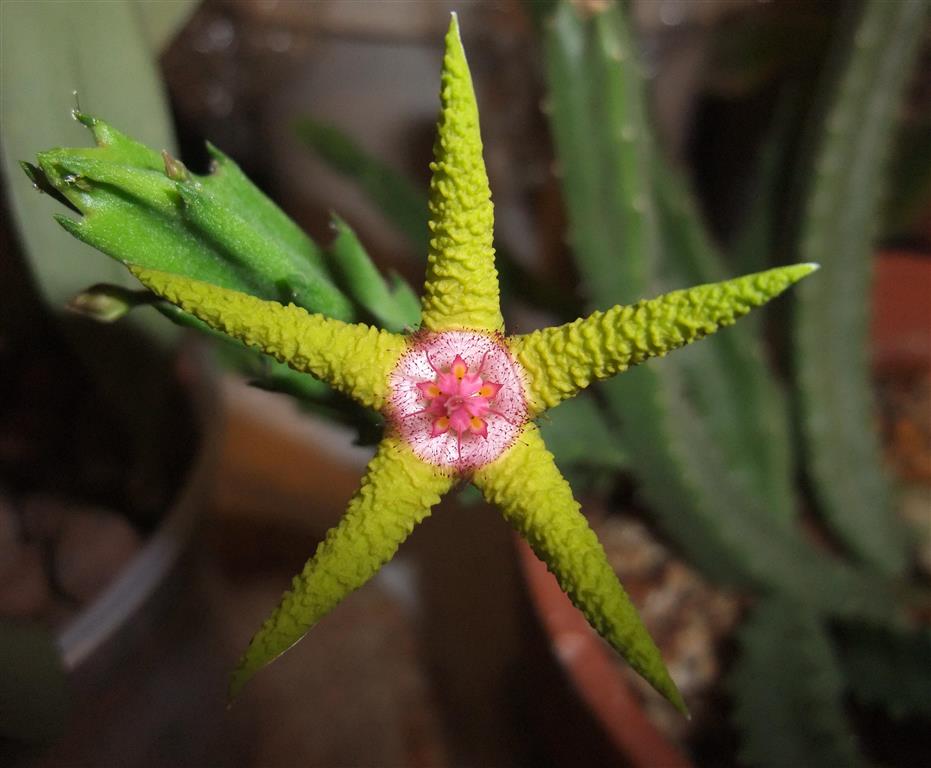 StapeliaFlavopurpurea_2