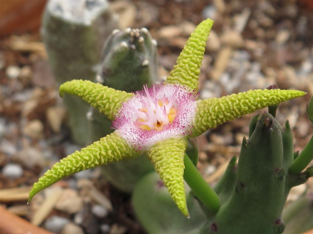 Stapelia_flavopurpurea