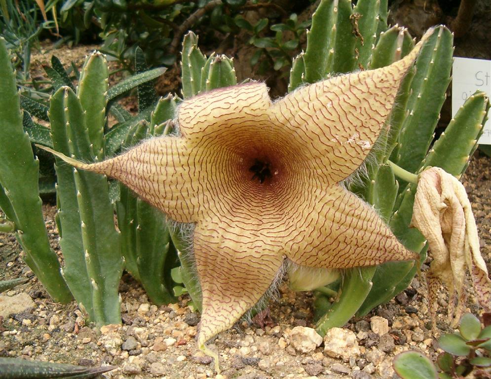 Stapelia_gigantea