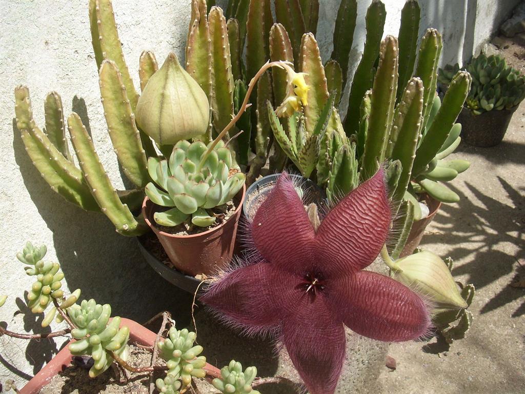 Stapelia_grandiflora