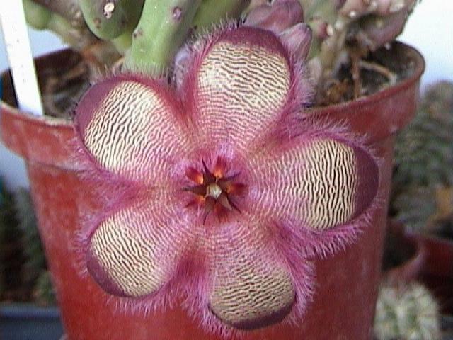 Stapelia_hirsuta1