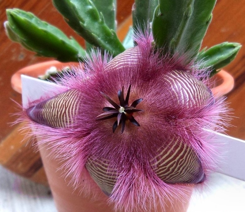 Stapelia_hirsuta_L.