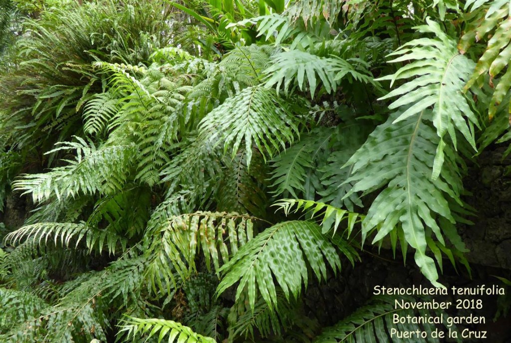 Stenochlaena Tenuifolia