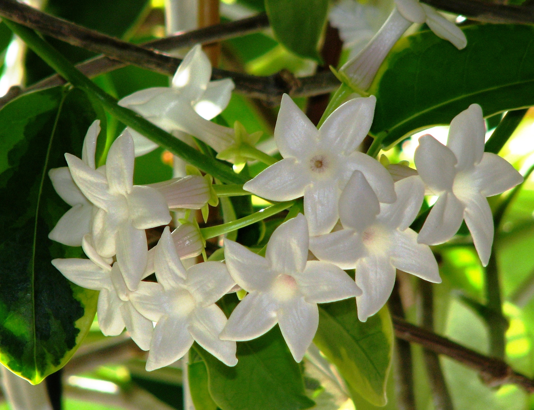 Stephanotis floribunda