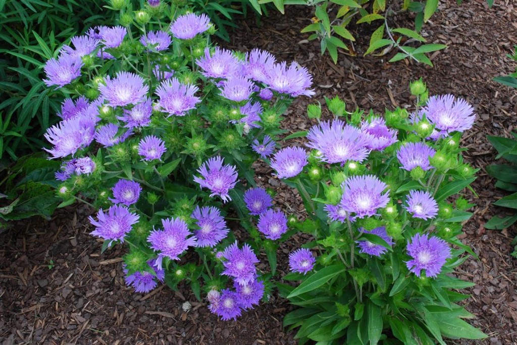 Stokesia Laevis 