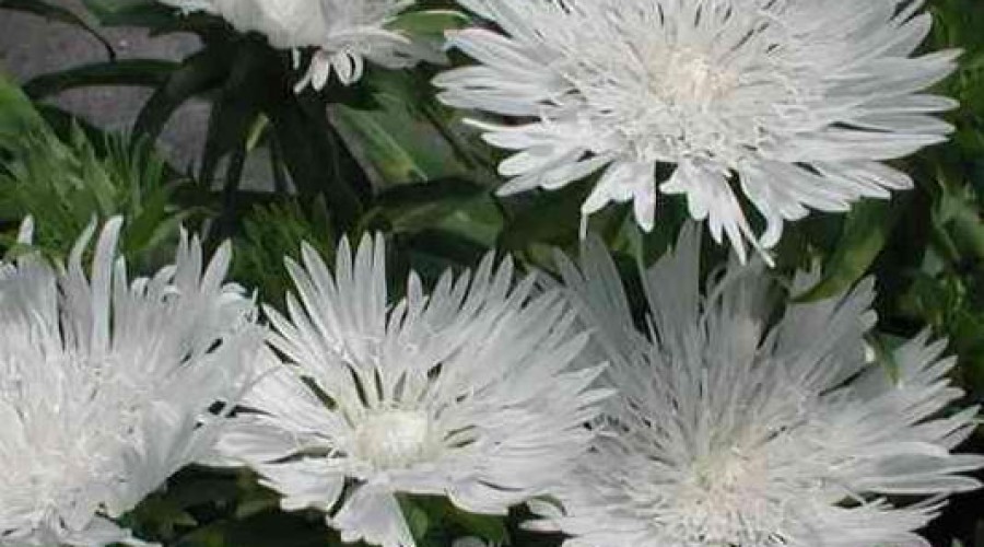 Stokesia-Laevis- branca