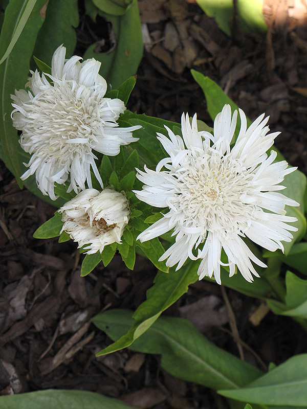 Stokesia Laevis alba