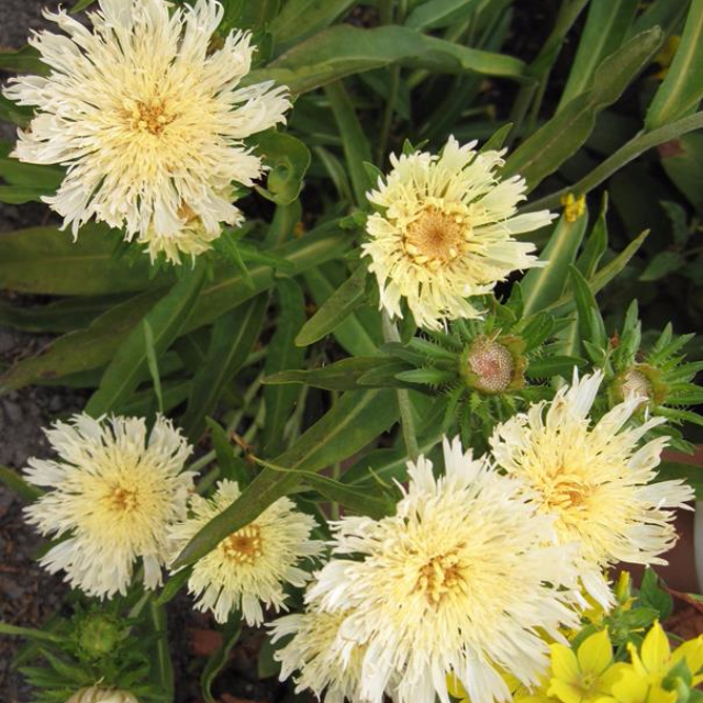 Stokesia-Laevis-amarela