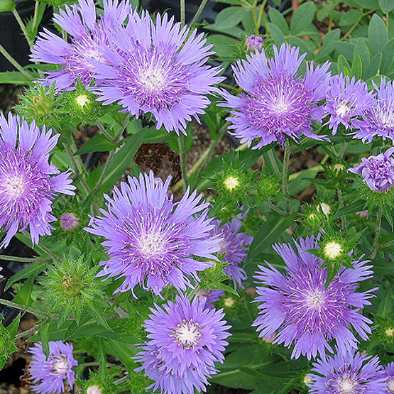 Stokesia Laevis1