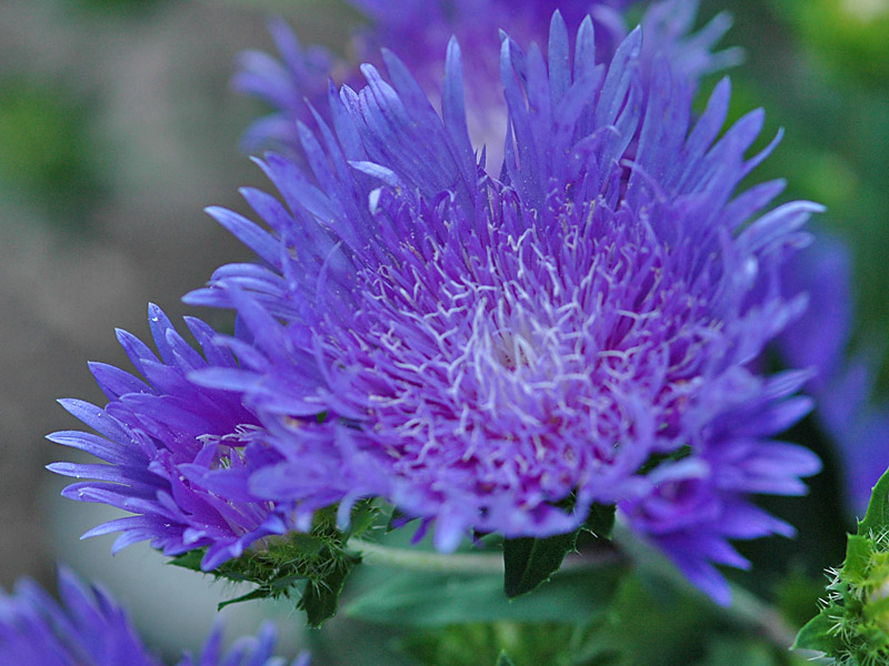 Stokesia Laevis5