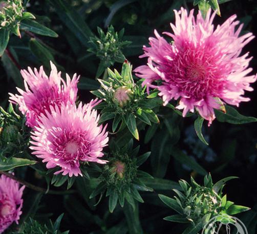 Stokesia Laevis7