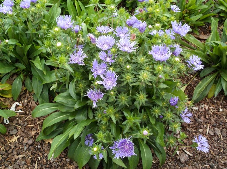 Stokesia laevis_II