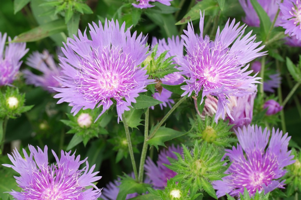 Stokesia-laevis