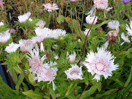 Stokesia laevis alba