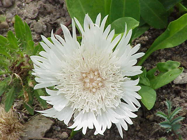 Stokesia laevis branca