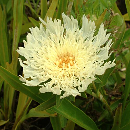 Stokesia laevis yellow'