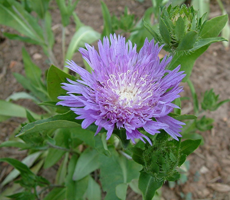 Stokesia laevis