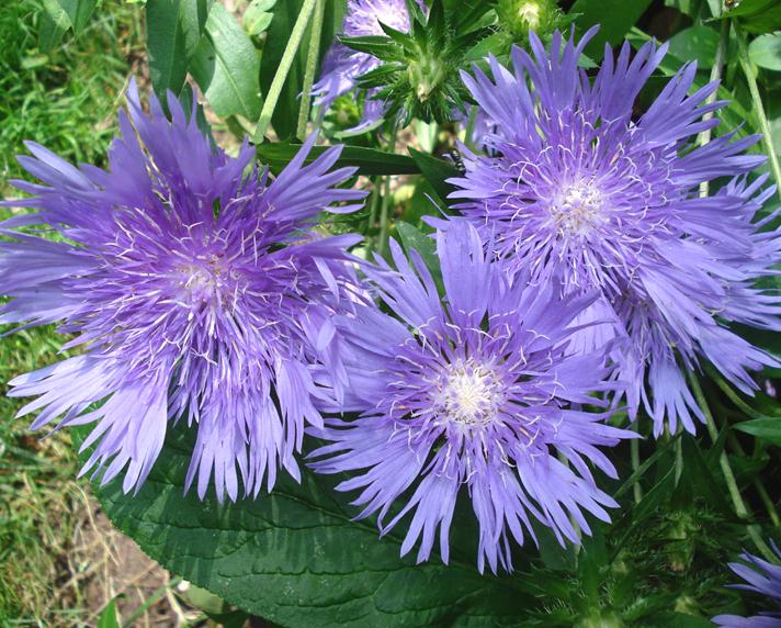 Stokesia laevis