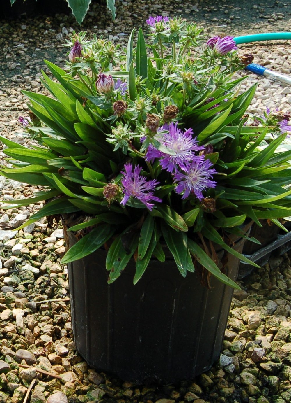 Stokesia-vaso