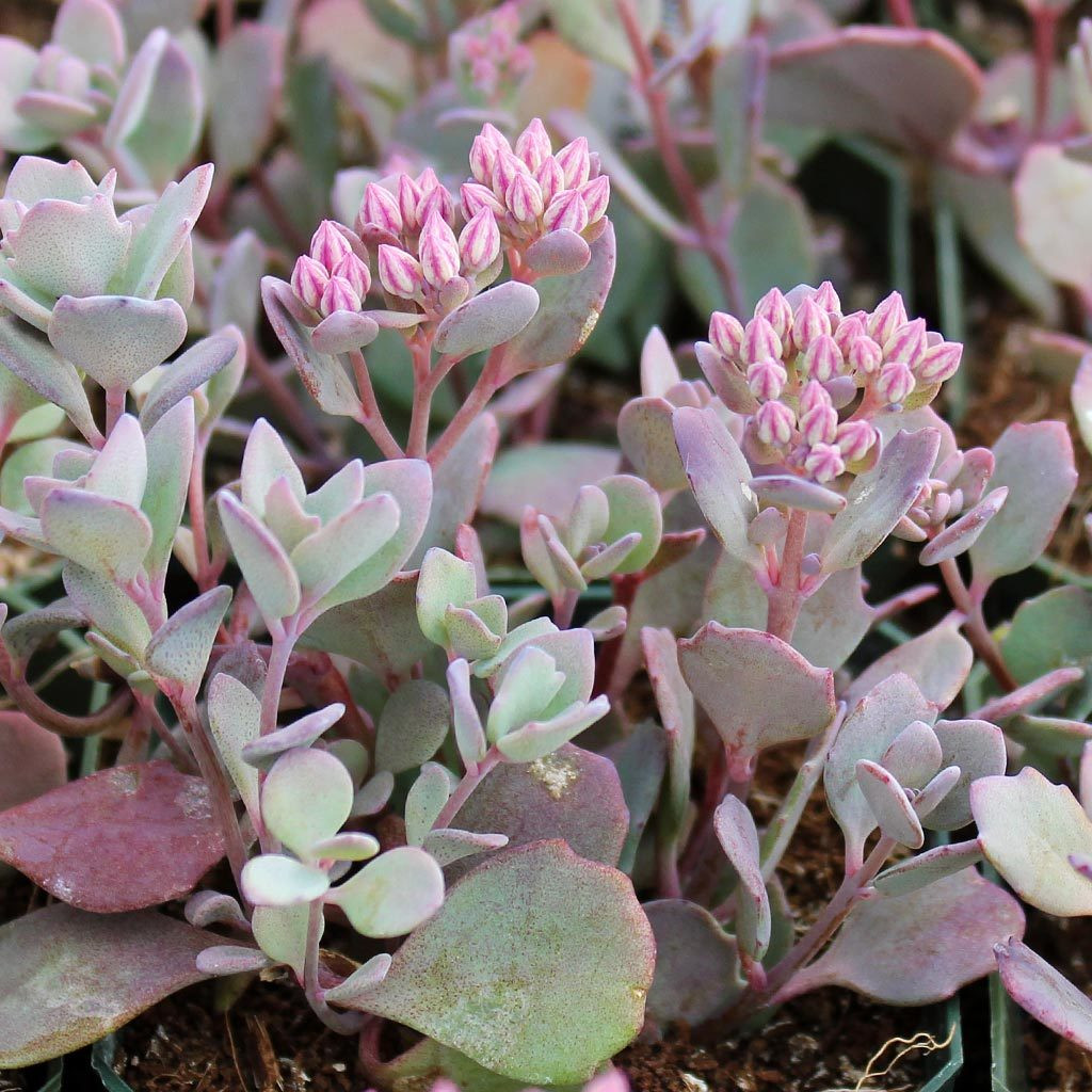 Stonecrop penhasco ( Sedum cauticola )