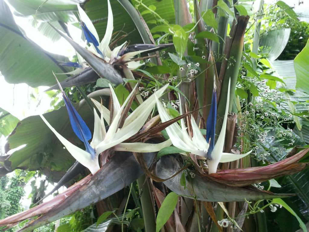 Strelitzia alba