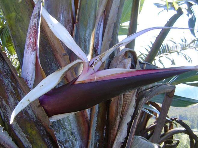 Strelitzia caudata