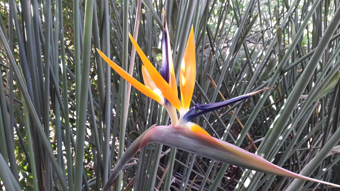 Strelitzia-juncea-2