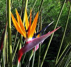 Strelitzia juncea111