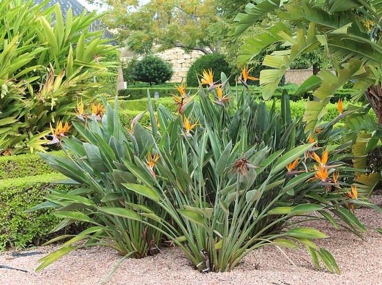 Strelitzia reginae Aiton