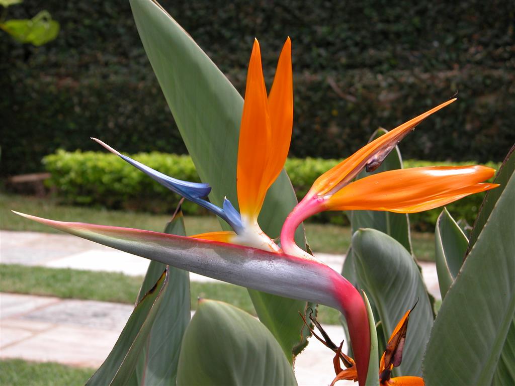 Strelitzia-reginae 