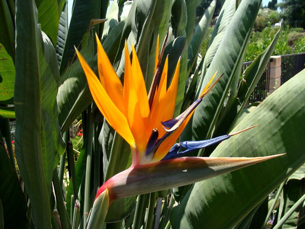 Strelitzia-reginae