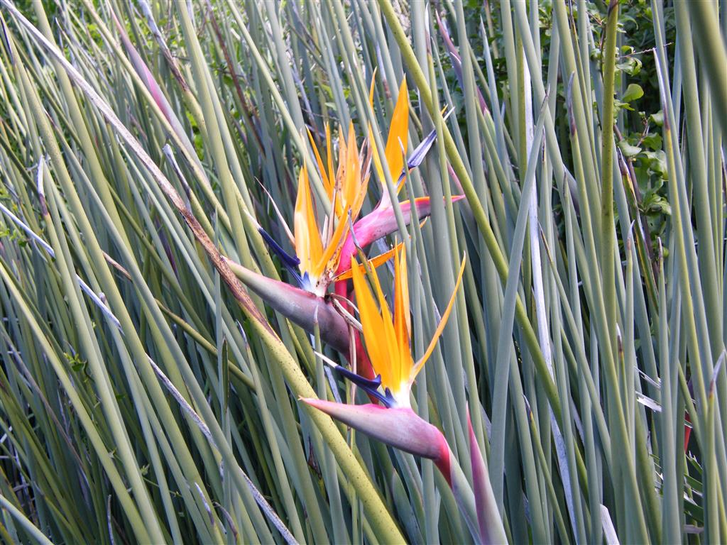 Strelitzia_juncea_flower