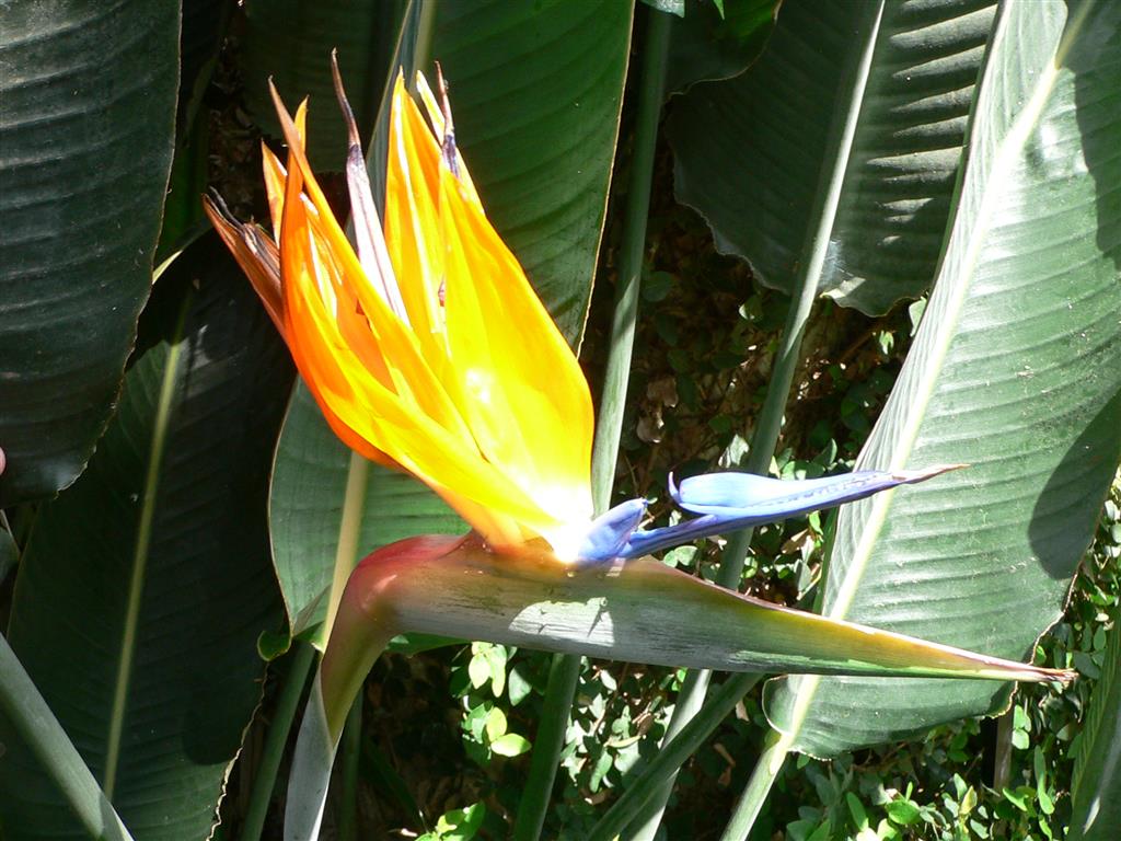 Strelitzia_reginae3