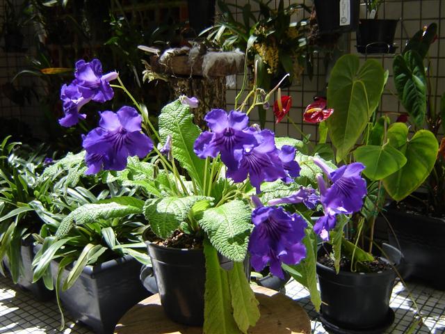 Streptocarpus