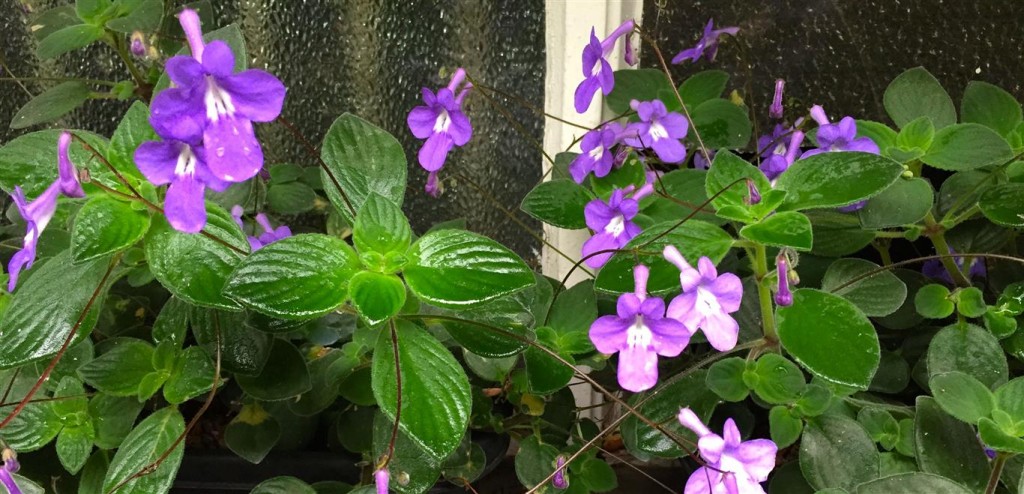 (Streptocarpus saxoruma) 