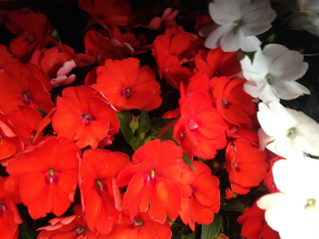 Sunpatiens-1