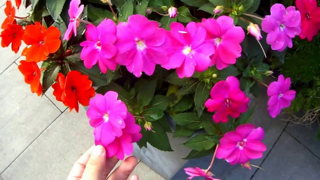 Sunpatiens É Flor De Sol Pleno E Aguenta Calor - Minhas Plantas