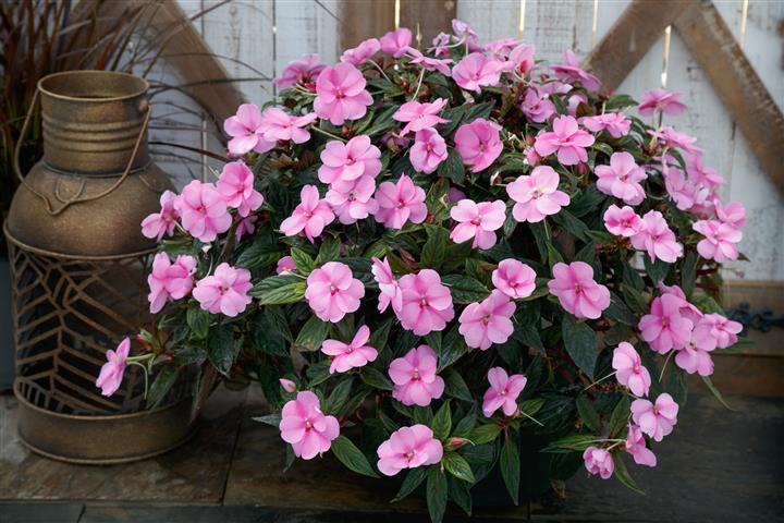 Sunpatiens