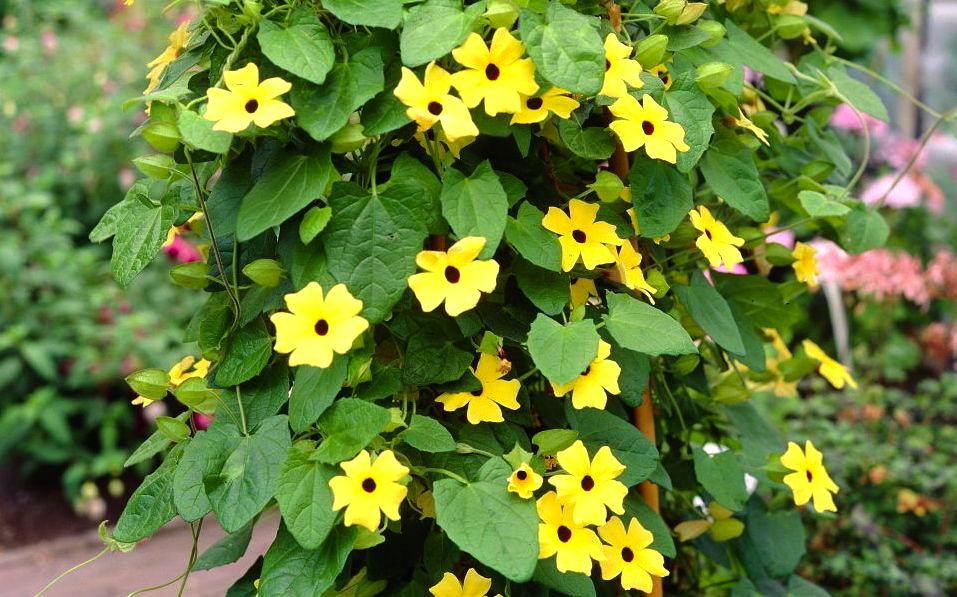 Suzana dos olhos negros - Thunbergia alata Suzana dos olhos negros - Thunbergia alata