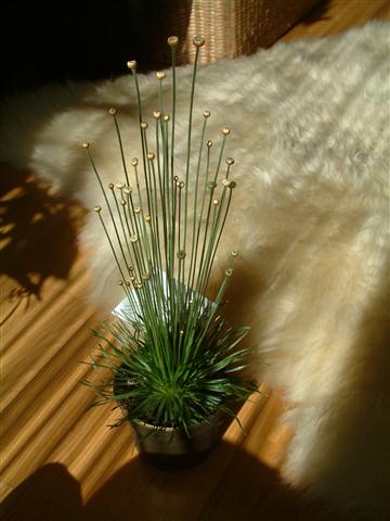 Syngonanthus chrysanthus Mikado (Small)