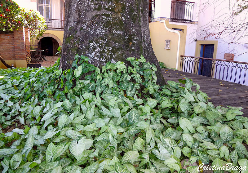 Syngonium angustatum