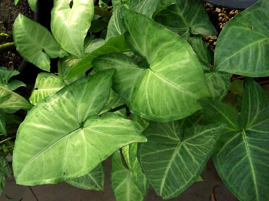 Syngonium.podophyllum