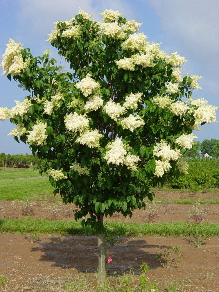 Syringa reticulata